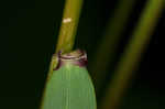 Eastern bottlebrush grass